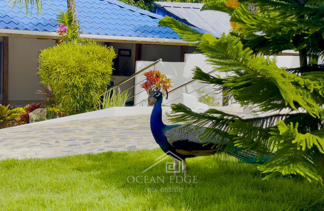 ocean-view-villa-las-galeras-77